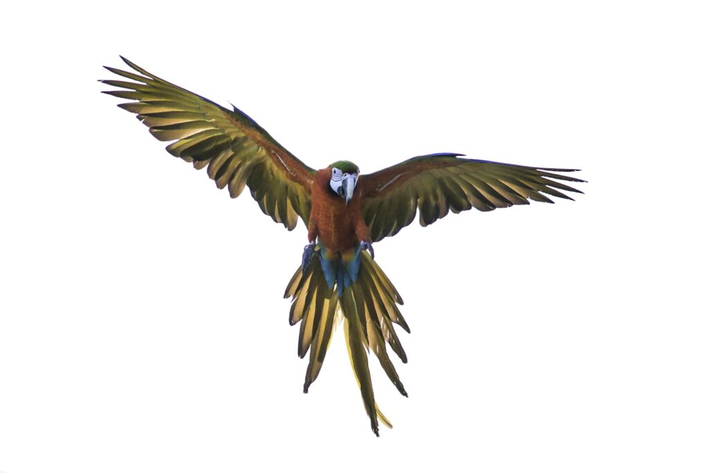 A parrot in flight