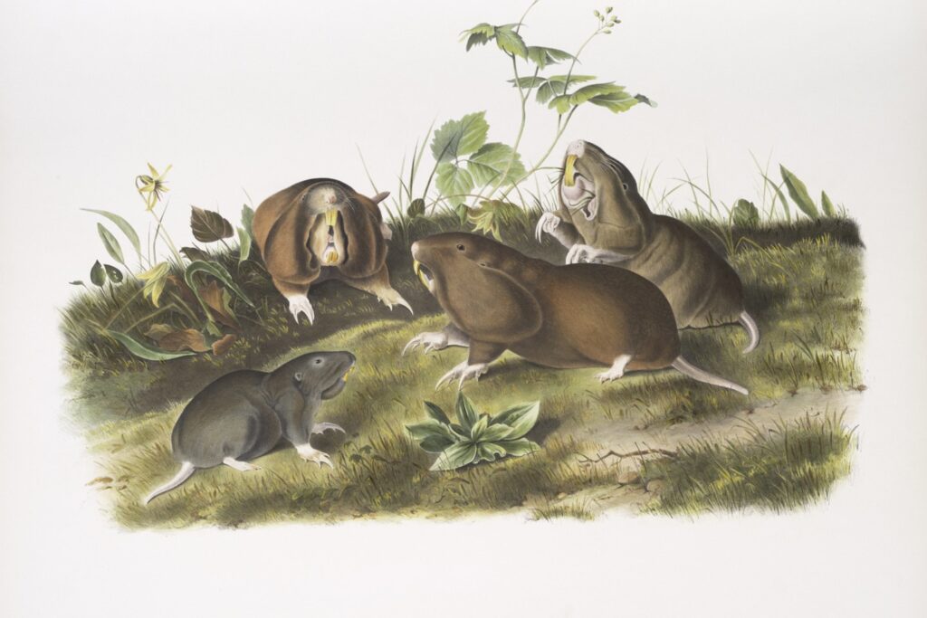 Rare Book Division, The New York Public Library. "Pseudostoma bursarius, Canada Pouched Rat. Natural size." The New York Public Library Digital Collections. 1845 - 1848. https://digitalcollections.nypl.org/items/510d47da-781c-a3d9-e040-e00a18064a99