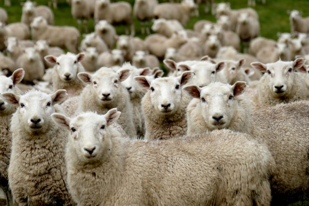 Flock of Sheep Southland New Zealand