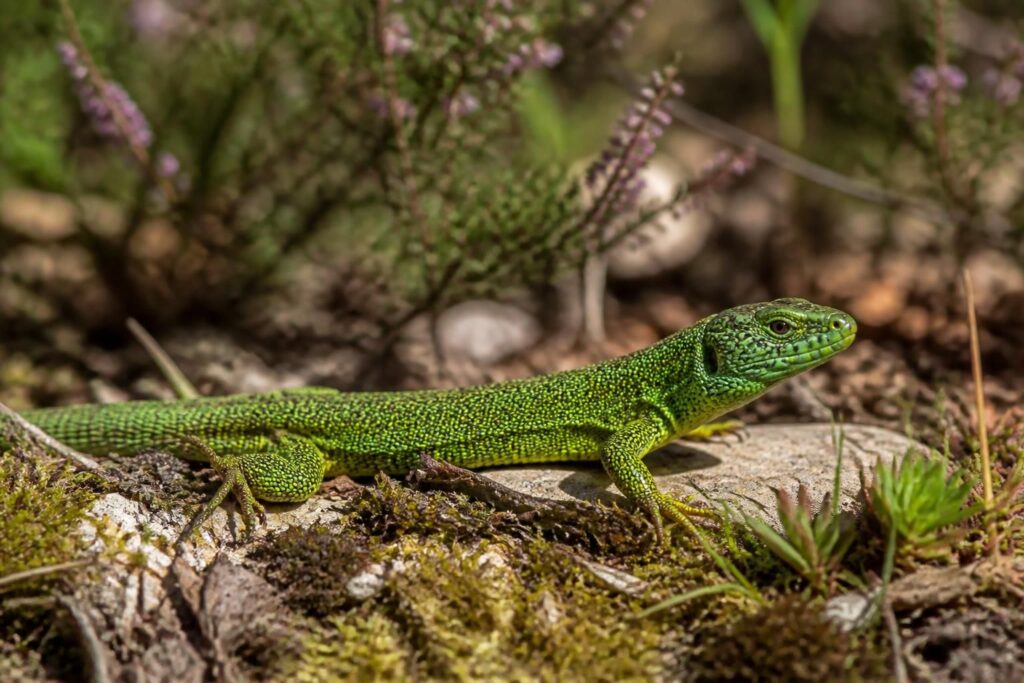 découvrez le lézard vert en france : son habitat naturel, sa taille caractéristique et son comportement fascinant. une exploration complète pour mieux connaître cette espèce emblématique.